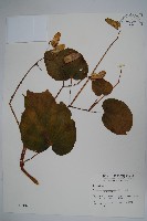 溪頭秋海棠藏品圖，第1張