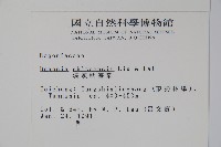 溪頭秋海棠藏品圖，第2張