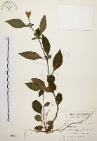 臺灣鱗球花藏品圖，第1張