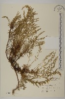 茵蔯蒿藏品圖，第1張