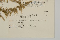 茵蔯蒿藏品圖，第2張