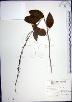 大葉山螞蝗藏品圖，第1張