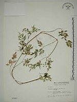 水芹菜藏品圖，第1張