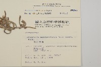 玉山抱莖籟簫藏品圖，第2張