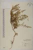 茵蔯蒿藏品圖，第1張