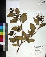 苦林盤藏品圖，第1張