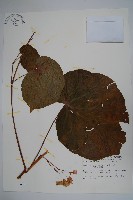 溪頭秋海棠藏品圖，第1張