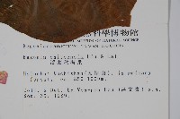 溪頭秋海棠藏品圖，第2張