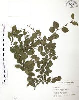 馬甲子藏品圖，第1張