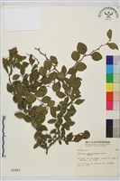 馬甲子藏品圖，第2張