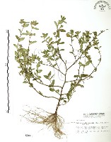 克非亞草藏品圖，第1張