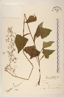 山萵苣藏品圖，第1張