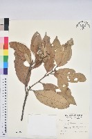 鬼石櫟藏品圖，第1張