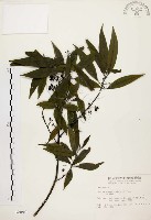 山胡椒藏品圖，第1張