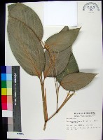 蘭嶼竹芋藏品圖，第1張