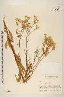 白頂飛蓬藏品圖，第1張