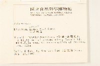 白頂飛蓬藏品圖，第2張