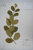 牛皮消、白薇藏品圖，第1張