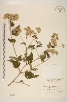 臺灣澤蘭藏品圖，第1張