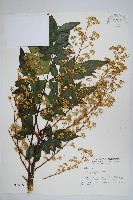 裡白蔥木藏品圖，第1張