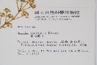 裡白蔥木藏品圖，第5張