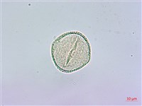 裡白蔥木藏品圖，第2張