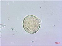 裡白蔥木藏品圖，第3張