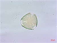 裡白蔥木藏品圖，第4張