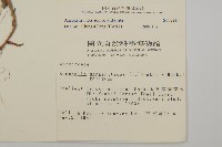 玉山抱莖籟簫藏品圖，第2張