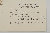 天蓬草、雀舌草藏品圖，第2張