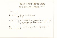 鯽魚膽、闊苞菊藏品圖，第2張