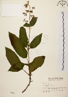 旋莢木藏品圖，第1張