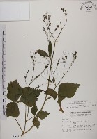 鴨兒芹藏品圖，第1張