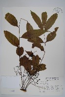 木蠟樹、山漆藏品圖，第1張