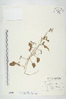 厚葉牽牛藏品圖，第1張