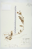 厚葉牽牛藏品圖，第1張