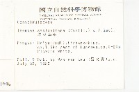 厚葉牽牛藏品圖，第2張