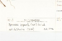 厚葉牽牛藏品圖，第3張