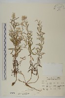 玉山抱莖籟簫藏品圖，第1張