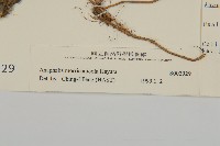 玉山抱莖籟簫藏品圖，第3張