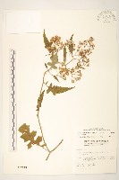 裂葉蔓黃菀藏品圖，第1張