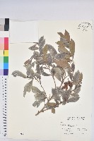 細葉饅頭果藏品圖，第1張