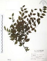 燈稱花、烏雞骨藏品圖，第1張