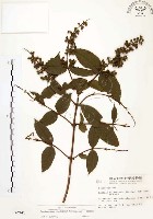 心基葉溲疏藏品圖，第1張