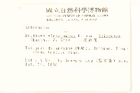 一枝黃花藏品圖，第2張