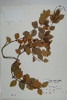 細梗絡石藏品圖，第1張