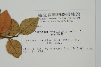 細梗絡石藏品圖，第2張