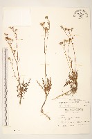 台東黃菀藏品圖，第1張