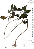 龍珠藏品圖，第1張