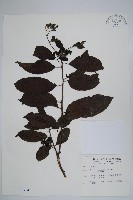 冷飯藤藏品圖，第1張